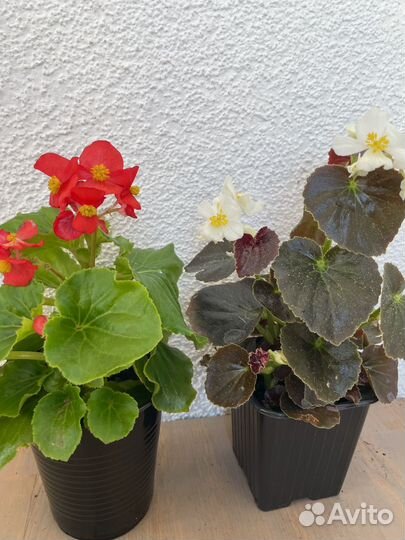 Комнатные цветы растения Фуксия, Бегония