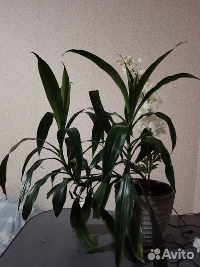 Комнатные цветы