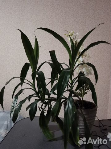 Комнатные цветы