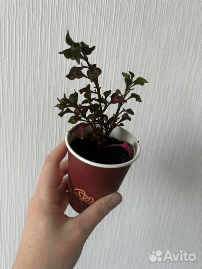 Альтернатера