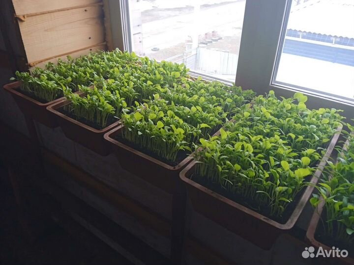 Рассада помидор и перцев, баклажанов