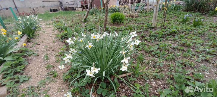 Луковицы Нарциссов белые