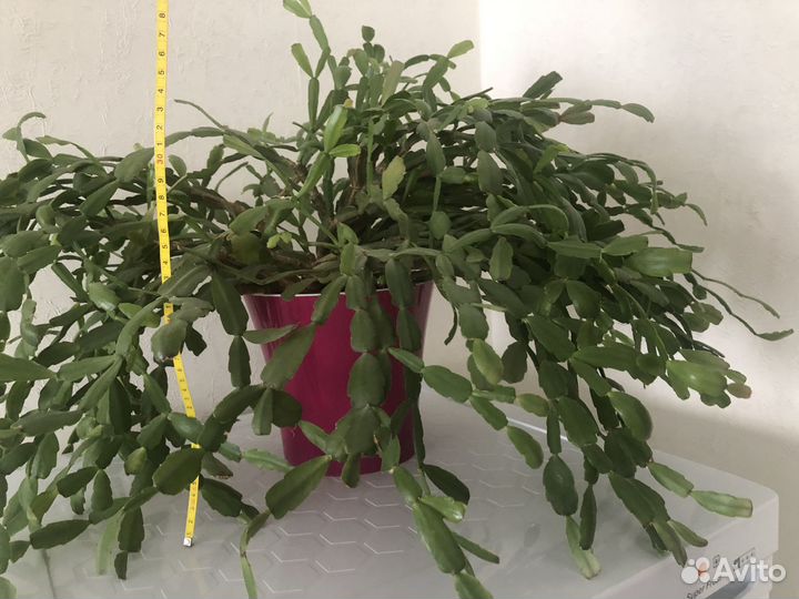 Декабрист розовый с горшком (двойное дно)