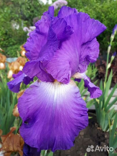 Ирис бородатый