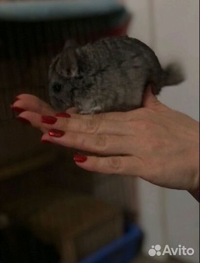 Шиншилла