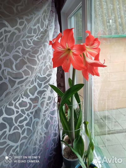 Гиппиаструм