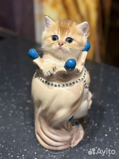 Британские котята золотая шиншилла