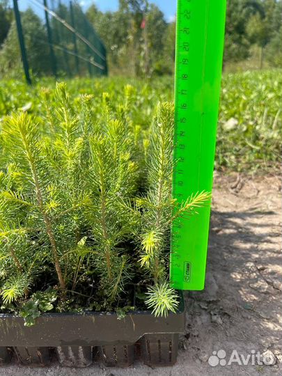 Саженцы зкс