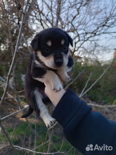 Щенок в добрые руки