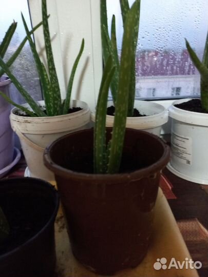 Алоэ вера лечебное