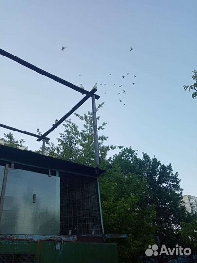 Продажа голубей разные