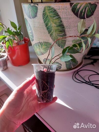 Фикус Бенджамина Наташа