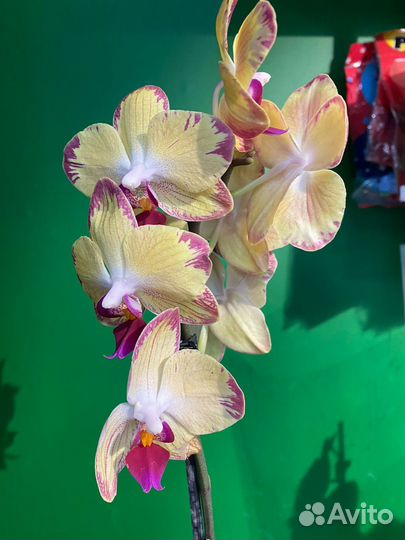 Орхидея фаленопсис биг лип