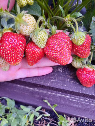 Рассада крупноплодной клубники