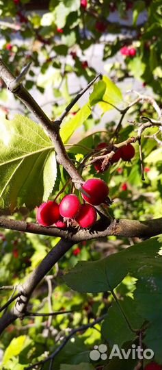 Боярышник ягоды