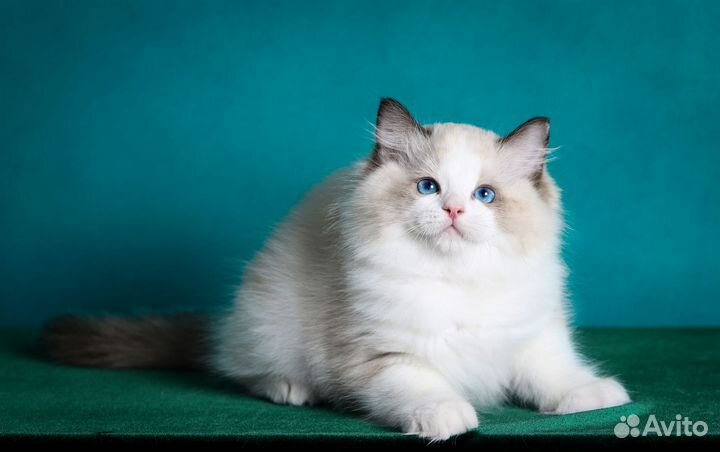 Котята рэгдолл