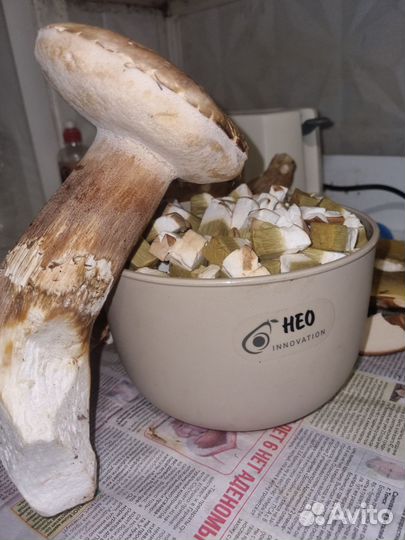 Белые грибы свежие