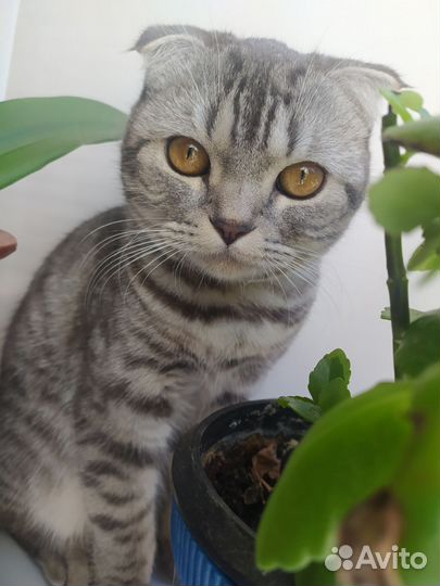 Шотланский котенок