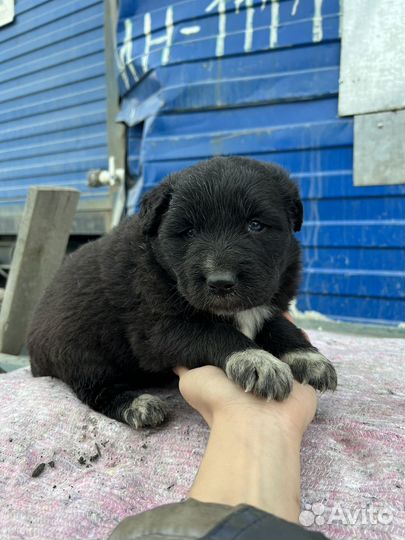 Щенки бесплатно