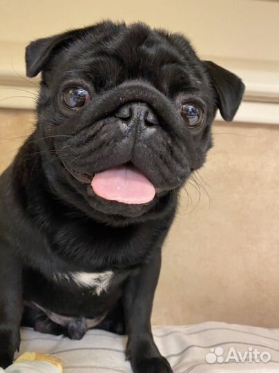 Мопс вязка мальчик