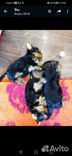 Йоркширский терьер щенки