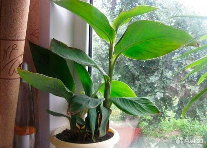 Клубни канны