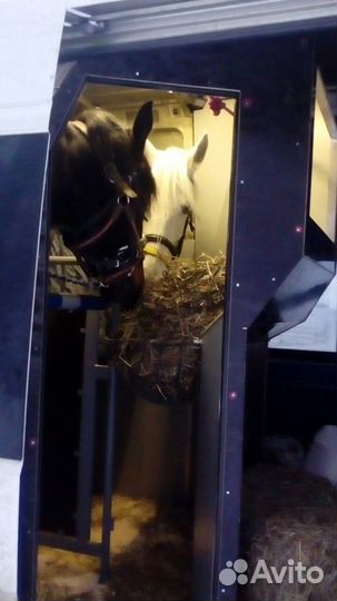 Коневоз (перевозка лошадей, коров, др. животных)