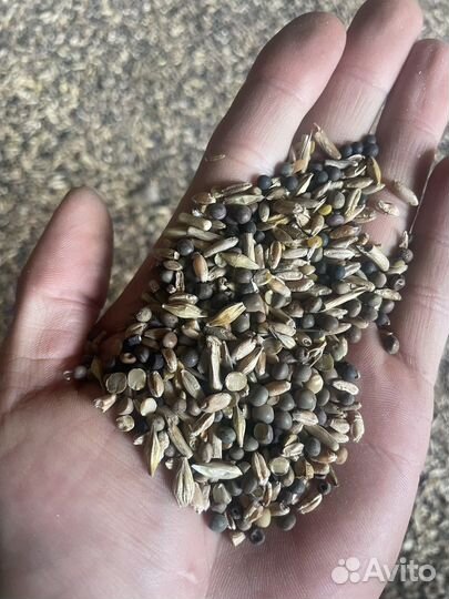 Вика озимая