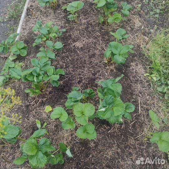 Клубника Кардинал