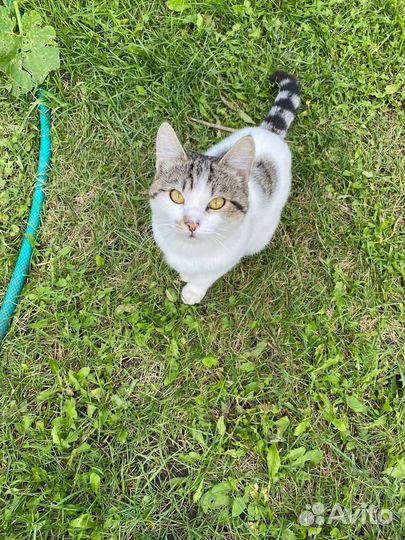 Котенок