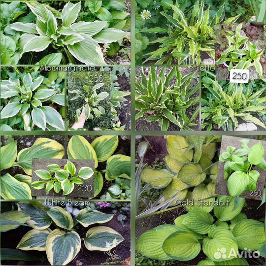 Многолетники