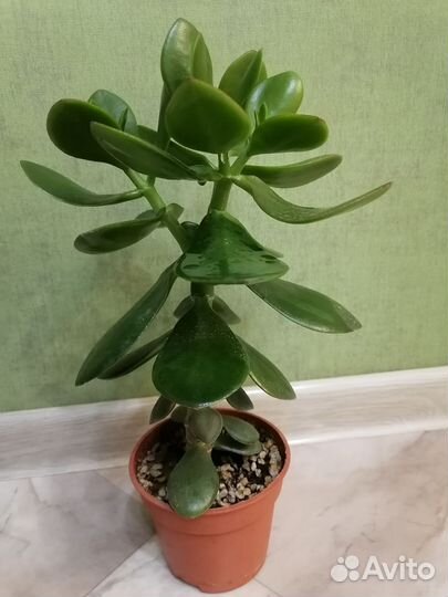 Крассула толстянка