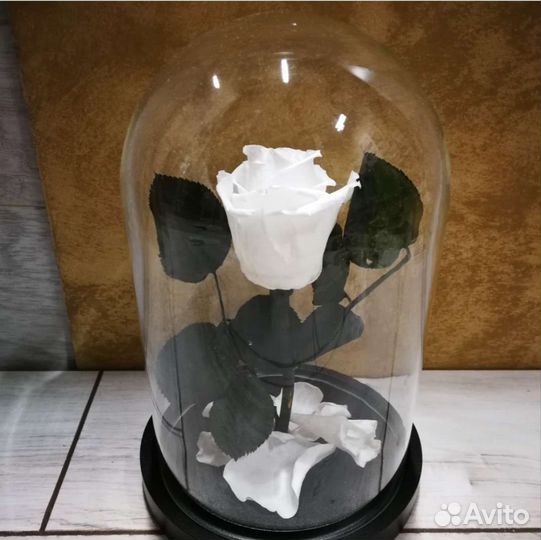 Живая Роза в колбе классик 22 см, бутон 5-6 см