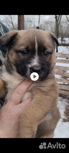 Собака в добрые руки метисы пастушьих кровей