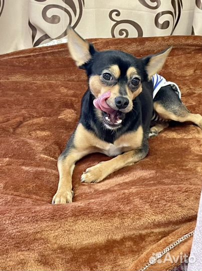 Гостиница для животных домашнего типа