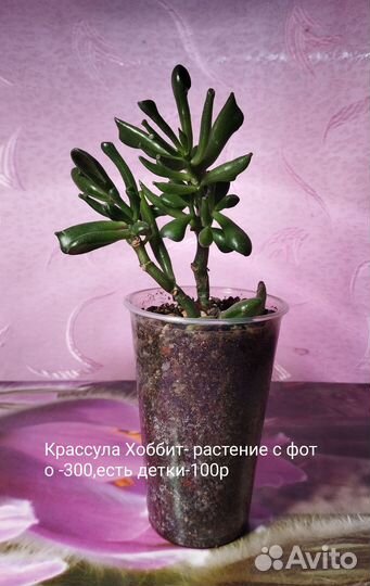 Суккуленты 7