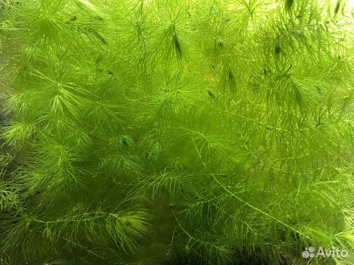 Роголистник, анциструсы