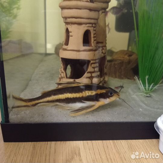 Сом платидорас