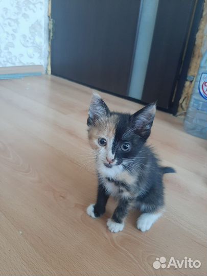 Маленькие котята 3 недели