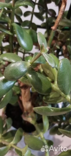 Крассула толстянка