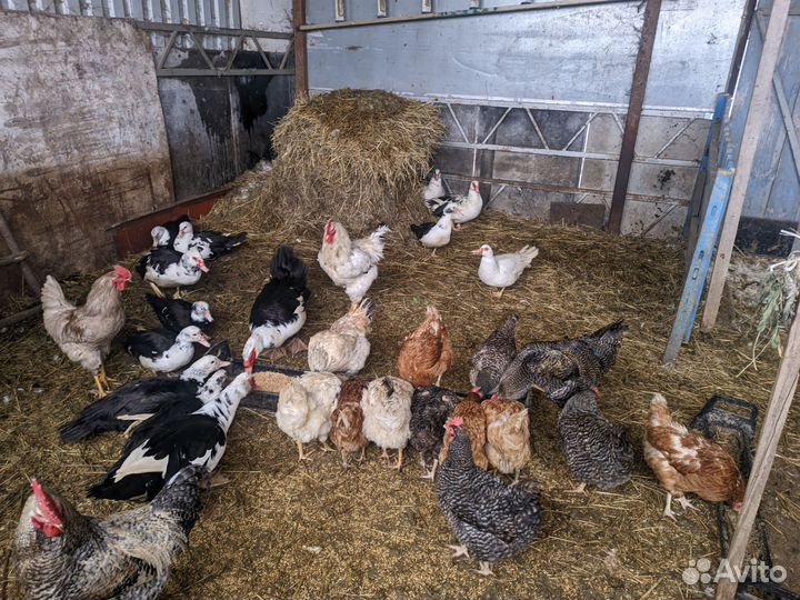 Индоутки и петухи