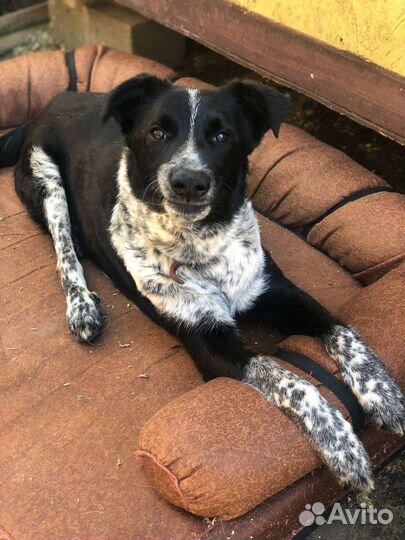 Кольт собака из приюта Некрасовка