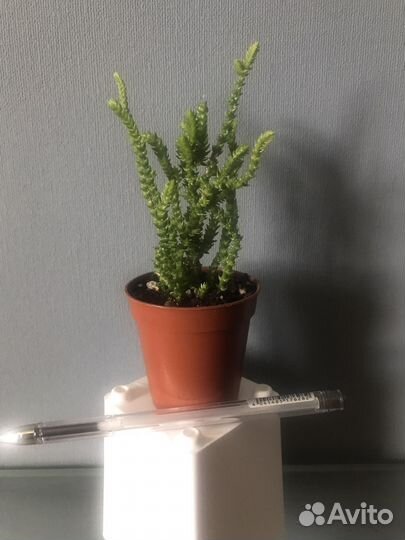 Крассула плауновидная