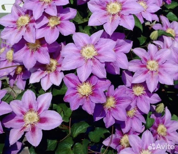 Большие сортовые клематисы