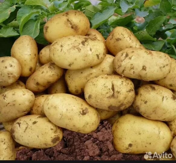 Продаю картофель