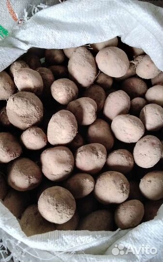 Картофель мелкий на корм