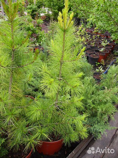 Сосна сибирская кедровая саженцы