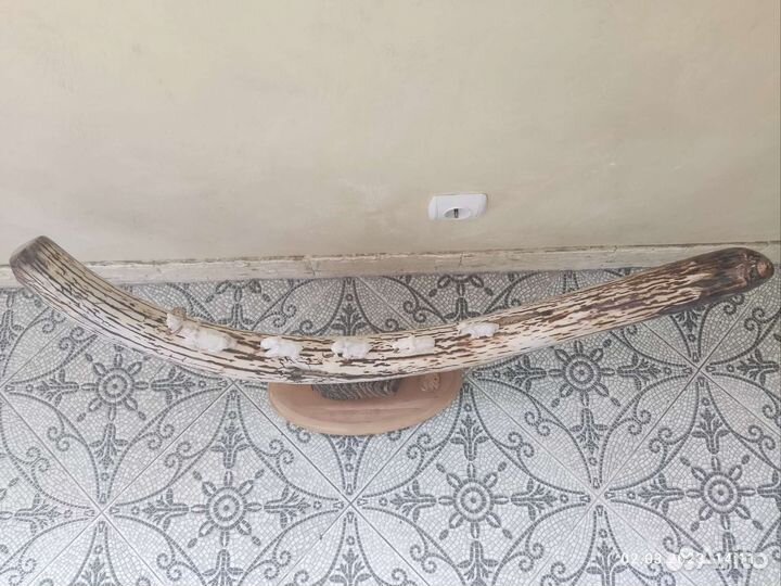 Бивень мамонта