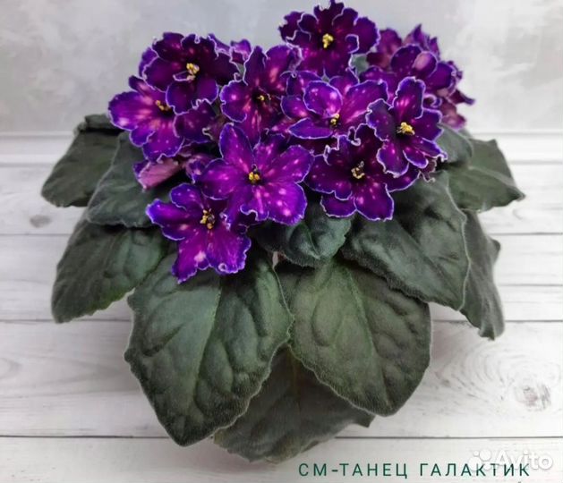 Укорененные черенки сортовых фиалок