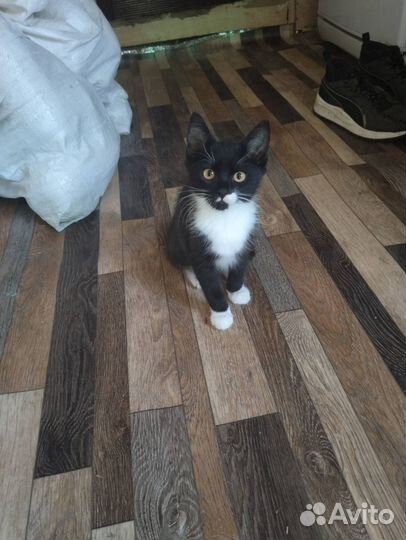 В добрые руки